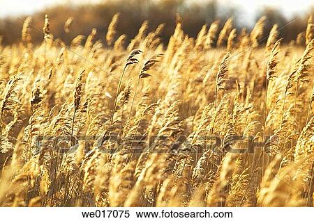 Stock Photography - Reeds in Tablas de Daimiel National Park. Ciudad Real province, Castilla-La Mancha, Spain. Fotosearch