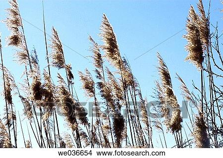 Reeds View Large Photo Image Picture - Reeds. Fotosearch