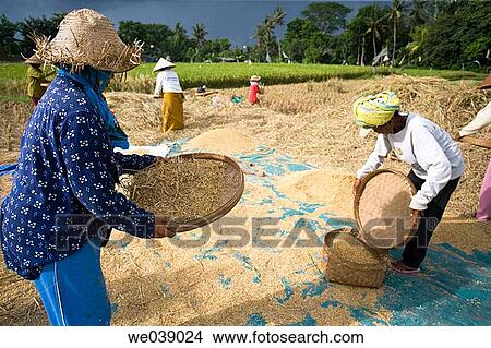 Rice harvest. Bali, Indonesia View Large Photo Image Picture - Rice harvest. Bali, Indonesia. Fotosearch