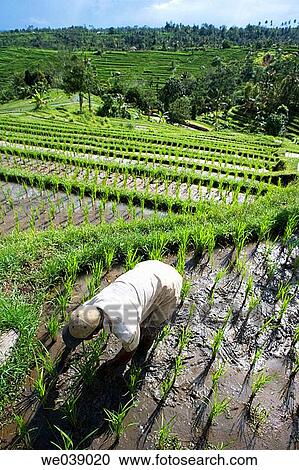 Ricefields. Bali, Indonesia View Large Photo Image Stock Image - Ricefields. Bali, Indonesia. Fotosearch