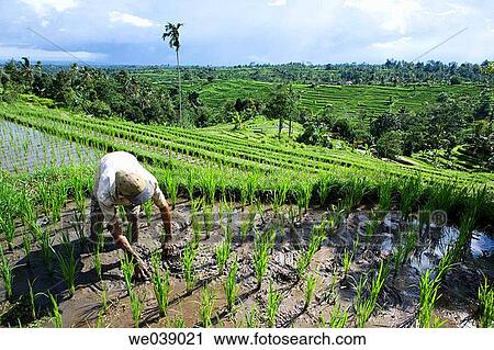 Stock Image - Ricefields. Bali, Indonesia. Fotosearch