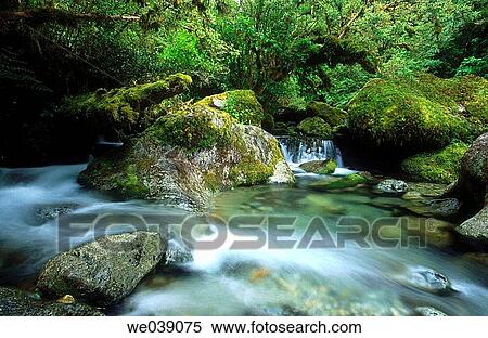 River through rainforest. Fiordland National Park. New Zealand. South Island. View Large Photo Image Stock Photography - River through rainforest. Fiordland National Park. New Zealand. South Island.. Fotosearch