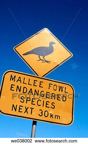 Road safety sign, endangered species. View Large Photo Image Stock Image - Road safety sign, endangered species.. Fotosearch