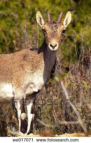 Stock Image - Rock Goat (Capra ibex). Parque Natural Sierras de Tejeda y Almijara. Mßlaga province, Andalusia, Spain. Fotosearch