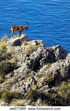 Stock Photo - Rock Goat (Capra ibex). Parque Natural Sierras de Tejeda y Almijara. Mßlaga province, Andalusia, Spain. Fotosearch