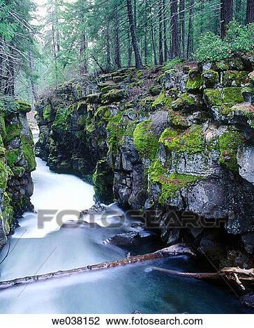 Rogue River gorge (May, morning light), Rogue River National Forest. Jackson County, Oregon, USA View Large Photo Image Stock Image - Rogue River gorge (May, morning light), Rogue River National Forest. Jackson County, Oregon, USA. Fotosearch