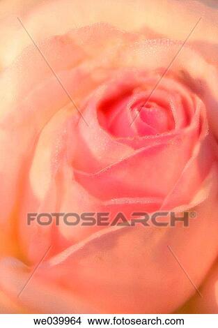 Picture - Rose (Rosa hybr. ). Maryland, USA, June 2006. Fotosearch