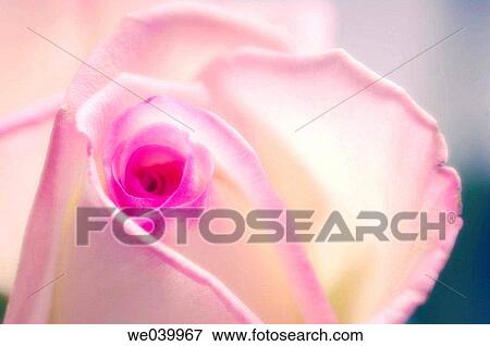 Rose (Rosa hybr. ). Maryland, USA, October 2006 View Large Photo Image Stock Photo - Rose (Rosa hybr. ). Maryland, USA, October 2006. Fotosearch