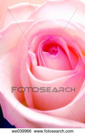 Rose (Rosa hybr. ). Maryland, USA, October 2006 View Large Photo Image Stock Photograph - Rose (Rosa hybr. ). Maryland, USA, October 2006. Fotosearch