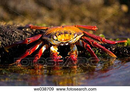 Sally Lightfoot Crabs (Grapsus grapsus). Puerto Egas, Galapagos Islands National Park. Ecuador View Large Photo Image Stock Photo - Sally Lightfoot Crabs (Grapsus grapsus). Puerto Egas, Galapagos Islands National Park. Ecuador. Fotosearch