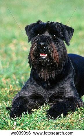Stock Photograph - Schnauzer. Fotosearch
