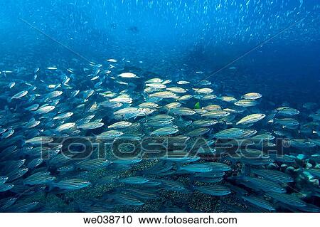 Schooling Salema (Xenichthys agassizi). Bartholome Island, Galapagos Islands National Park, Ecuador View Large Photo Image Stock Image - Schooling Salema (Xenichthys agassizi). Bartholome Island, Galapagos Islands National Park, Ecuador. Fotosearch