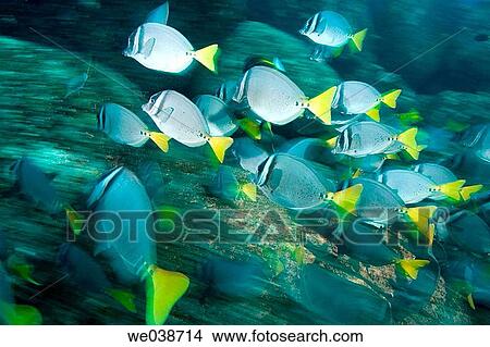Picture - Schooling Yellowtail Surgeonfish (Prionurus latclavius). Wolf Island, Galapagos Islands National Park, Ecuador. Fotosearch