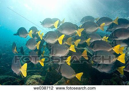 Stock Image - Schooling Yellowtail Surgeonfish (Prionurus latclavius). Bartholome Island, Galapagos Islands National Park, Ecuador. Fotosearch