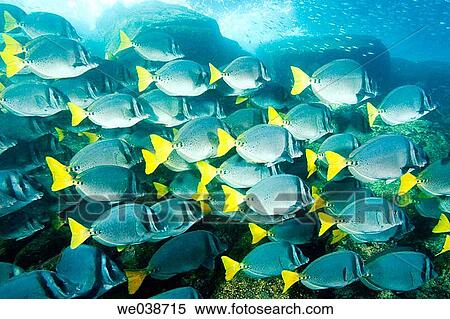 Schooling Yellowtail Surgeonfish (Prionurus latclavius). Bartholome Island, Galapagos Islands National Park, Ecuador View Large Photo Image Stock Photography - Schooling Yellowtail Surgeonfish (Prionurus latclavius). Bartholome Island, Galapagos Islands National Park, Ecuador. Fotosearch