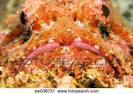 Stock Image - Scorpionfish (Scorpaena histrio). Galapagos Islands National Park, Ecuador. Fotosearch