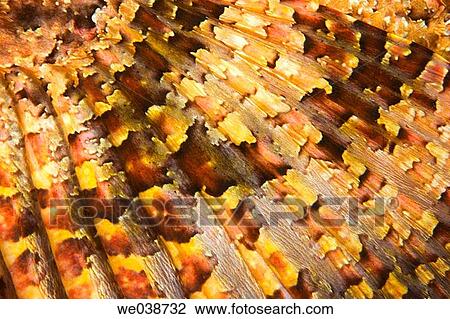 Stock Image - Scorpionfish (Scorpaena histrio). Galapagos Islands National Park, Ecuador. Fotosearch