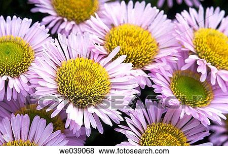 Seaside daisy, Erigeron glaucus (Asteraceae). Britanny. France. View Large Photo Image Stock Photo - Seaside daisy, Erigeron glaucus (Asteraceae). Britanny. France.. Fotosearch