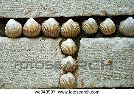 Stock Photo - Shells. Fotosearch