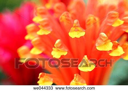 Skull flower (Scutellaria costaricana) View Large Photo Image Stock Image - Skull flower (Scutellaria costaricana). Fotosearch