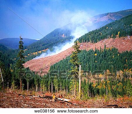 Slash burn following clearcut of logging trees in forest lands, Mt. Hood National Forest. Hood River County, Oregon, USA View Large Photo Image Stock Photograph - Slash burn following clearcut of logging trees in forest lands, Mt. Hood National Forest. Hood River County, Oregon, USA. Fotosearch
