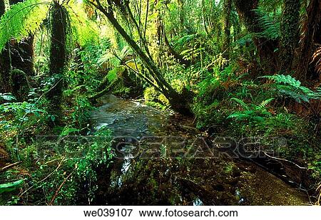 Stock Photo - Small stream through rainforest. Westland National Park. New Zeland. South Island.. Fotosearch