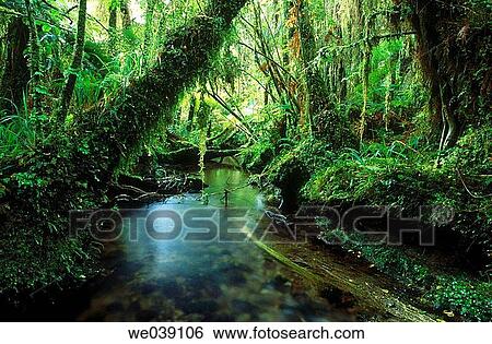 Small stream through rainforest. Westland National Park. New Zeland. South Island. View Large Photo Image Stock Photograph - Small stream through rainforest. Westland National Park. New Zeland. South Island.. Fotosearch