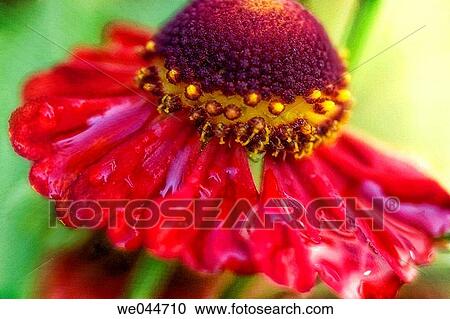 Sneezeweed. Helenium autumnale. Maryland, USA, August 2004 View Large Photo Image Stock Image - Sneezeweed. Helenium autumnale. Maryland, USA, August 2004. Fotosearch
