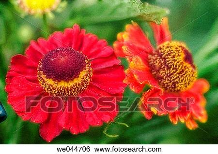 Sneezeweed. Helenium autumnale. Maryland, USA, August 2004 View Large Photo Image Stock Photograph - Sneezeweed. Helenium autumnale. Maryland, USA, August 2004. Fotosearch