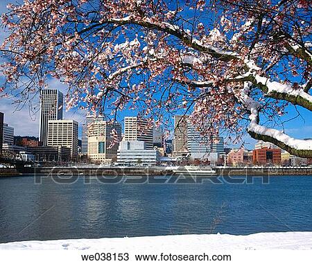 Snow on cherry blossoms in downtown Portland, Willamette River. Portland, Multnomah County, Oregon, USA View Large Photo Image Stock Image - Snow on cherry blossoms in downtown Portland, Willamette River. Portland, Multnomah County, Oregon, USA. Fotosearch