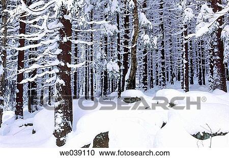 Snow on fir branches. Nationalpark Hochharz. Harz. Saxony-anhalt. Germany View Large Photo Image Stock Image - Snow on fir branches. Nationalpark Hochharz. Harz. Saxony-anhalt. Germany. Fotosearch