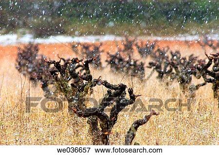 Snow on vineyard. Torrelles de Foix, Alt Pened? s. Barcelona province, Catalonia, Spain View Large Photo Image Stock Photo - Snow on vineyard. Torrelles de Foix, Alt Pened? s. Barcelona province, Catalonia, Spain. Fotosearch