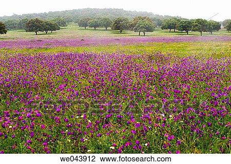 Spring wildflowers. Cßceres province, Spain. View Large Photo Image Stock Image - Spring wildflowers. Cßceres province, Spain.. Fotosearch