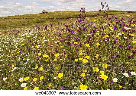 Spring wildflowers. Mata de Alcßntara, Cßceres province, Spain. View Large Photo Image Stock Photo - Spring wildflowers. Mata de Alcßntara, Cßceres province, Spain.. Fotosearch