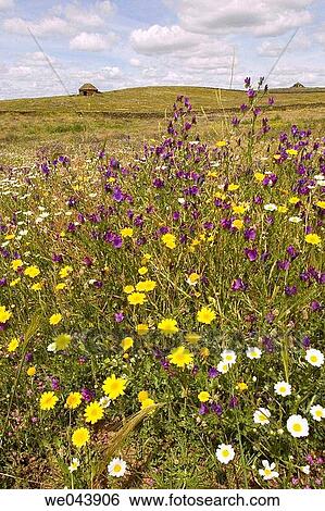 Spring wildflowers. Mata de Alcßntara, Cßceres province, Spain. View Large Photo Image Stock Photograph - Spring wildflowers. Mata de Alcßntara, Cßceres province, Spain.. Fotosearch