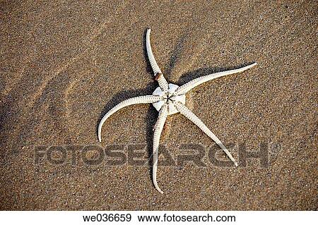 Starfish View Large Photo Image Stock Photo - Starfish. Fotosearch