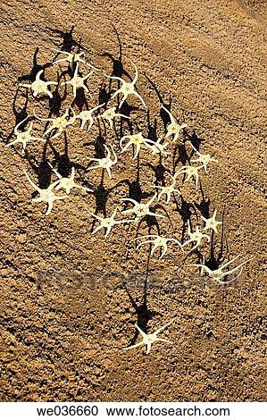 Starfishes View Large Photo Image Stock Image - Starfishes. Fotosearch