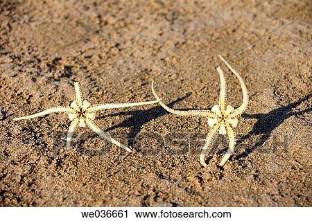 Starfishes View Large Photo Image Stock Image - Starfishes. Fotosearch