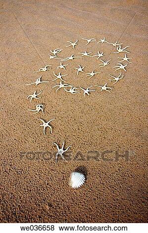 Starfishes View Large Photo Image Stock Photo - Starfishes. Fotosearch