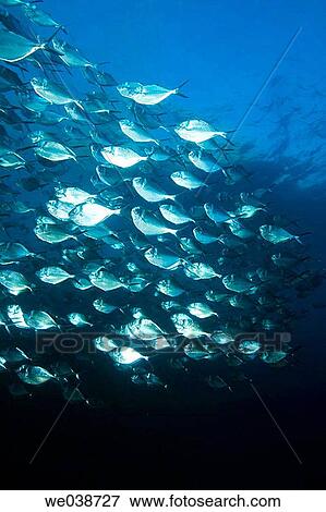 Steel Pompano (Trachinotus stilbe). Galapagos Islands National Park, Ecuador View Large Photo Image Stock Photo - Steel Pompano (Trachinotus stilbe). Galapagos Islands National Park, Ecuador. Fotosearch