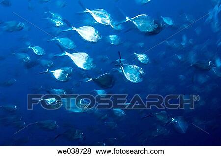 Steel Pompano (Trachinotus stilbe). Galapagos Islands National Park, Ecuador View Large Photo Image Stock Photo - Steel Pompano (Trachinotus stilbe). Galapagos Islands National Park, Ecuador. Fotosearch