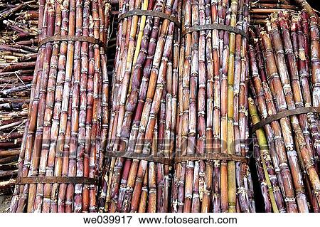 Stock Photo - Sugar cane. Porta da Cruz, Madeira Island, Portugal. Fotosearch