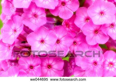 Summer Phlox (Phlox paniculata). Maryland, USA, July 2004 View Large Photo Image Stock Photography - Summer Phlox (Phlox paniculata). Maryland, USA, July 2004. Fotosearch