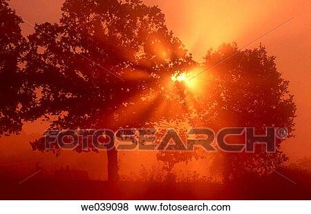 Sunbeams with tree. Morning mood with morning fog. Franconia. Bavaria. Germany. View Large Photo Image Stock Photo - Sunbeams with tree. Morning mood with morning fog. Franconia. Bavaria. Germany.. Fotosearch