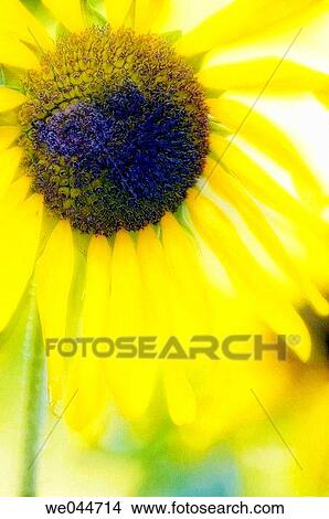 Sunflower (Helianthus annuus). Maryland, USA, July 2005 View Large Photo Image Picture - Sunflower (Helianthus annuus). Maryland, USA, July 2005. Fotosearch