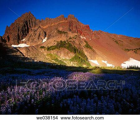 Sunlight on Lupine (Lupinus) in Canyon Creek Meadows and Three Fingered Jack, Mt. Jefferson Wilderness. Oregon, USA View Large Photo Image Picture - Sunlight on Lupine (Lupinus) in Canyon Creek Meadows and Three Fingered Jack, Mt. Jefferson Wilderness. Oregon, USA. Fotosearch