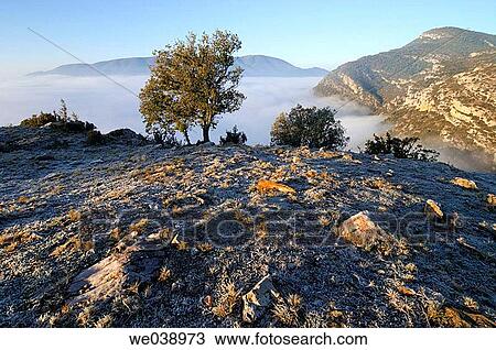 Sunrise with frost in Sierra del Montsec, oak (Quercus ilex). Vilanova de Meiß. Lleida province. Catalu±a. Spain. View Large Photo Image Stock Image - Sunrise with frost in Sierra del Montsec, oak (Quercus ilex). Vilanova de Meiß. Lleida province. Catalu±a. Spain.. Fotosearch