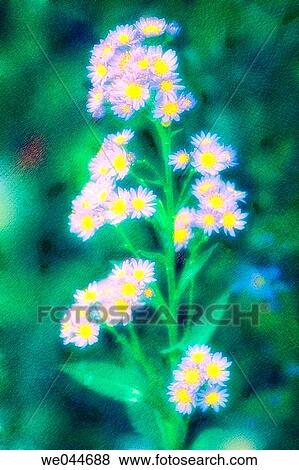 Tatarian Daisy (Aster tataricus? Jindai? ). Maryland, USA, August 2004 View Large Photo Image Stock Photo - Tatarian Daisy (Aster tataricus? Jindai? ). Maryland, USA, August 2004. Fotosearch