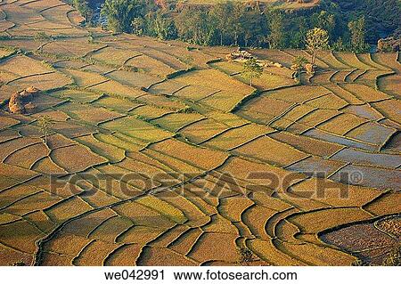 Terraced Fields, Pokhara, Nepal View Large Photo Image Stock Image - Terraced Fields, Pokhara, Nepal. Fotosearch