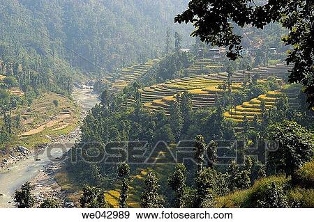 Terraced Fields, Trisuli river, Nepal View Large Photo Image Stock Photo - Terraced Fields, Trisuli river, Nepal. Fotosearch